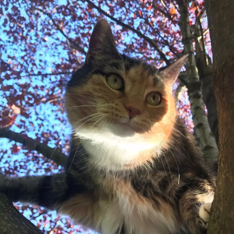 Cat on a red maple