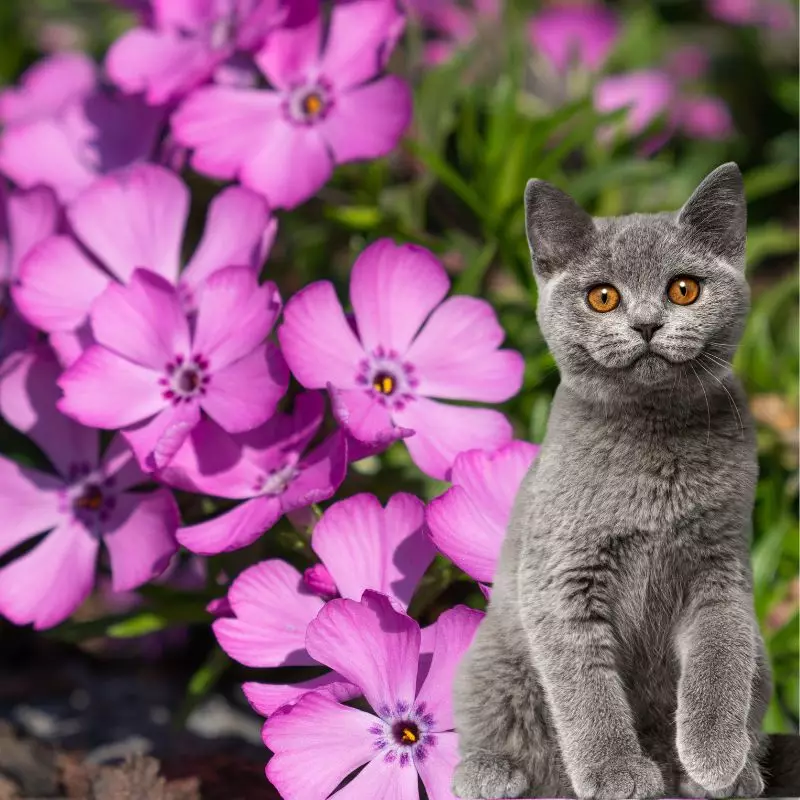 Cat sits near Moss Phlox 