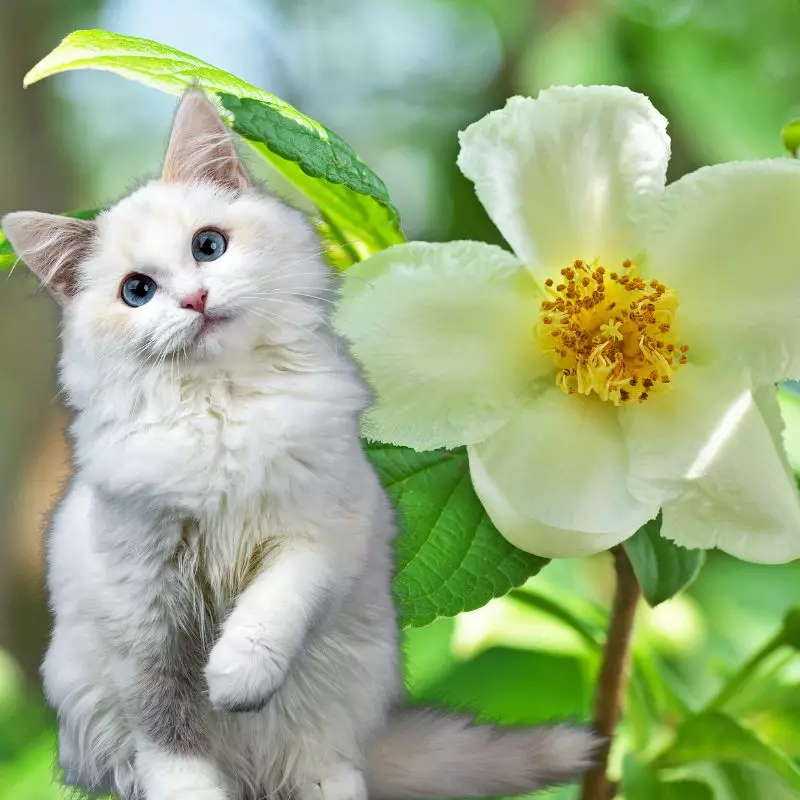 Cat sits near Mountain Camellia