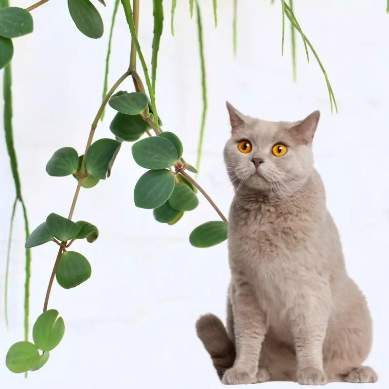 Cat sits near Peperomia Rotundifolia