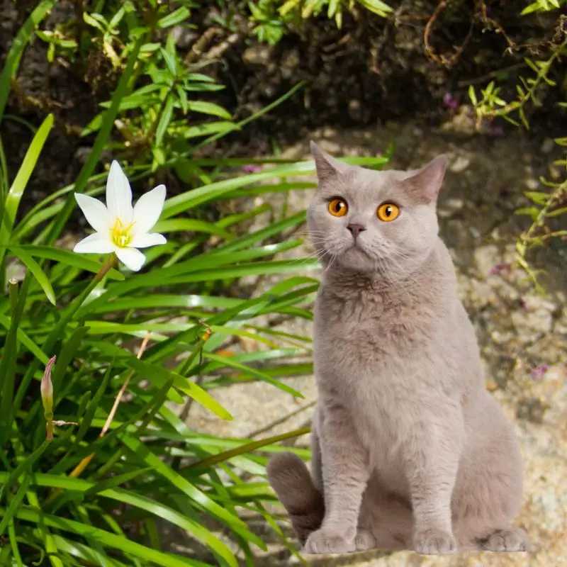 Cat sits near Prairie Lily