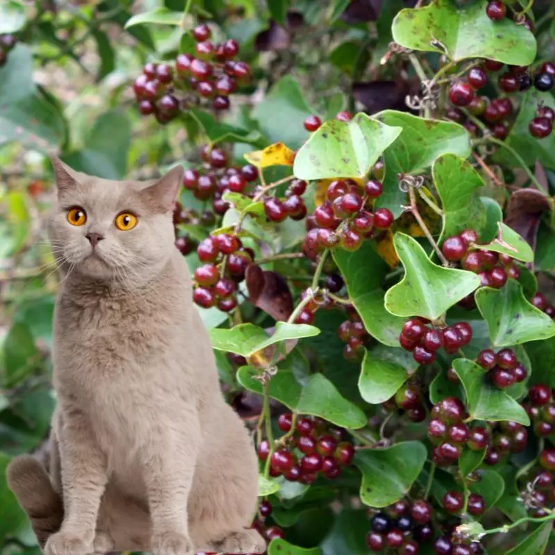 Cat sits near Saw Brier