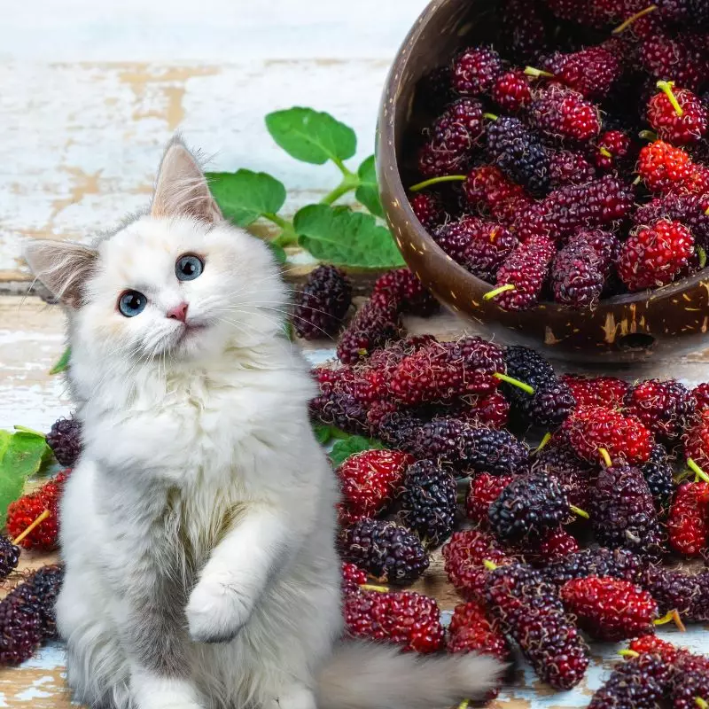 Cat sits near mulberries