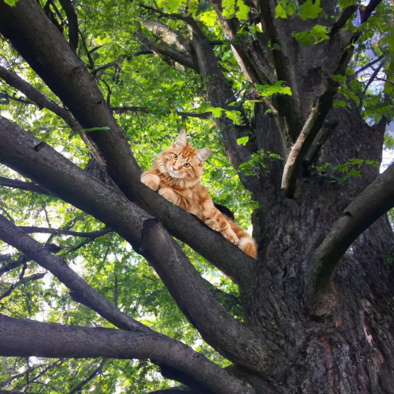 Cat sits on Pignut Hickory