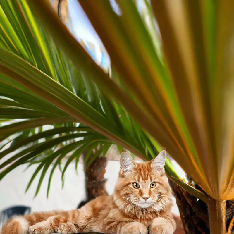 Cat sits under Majesty Palm