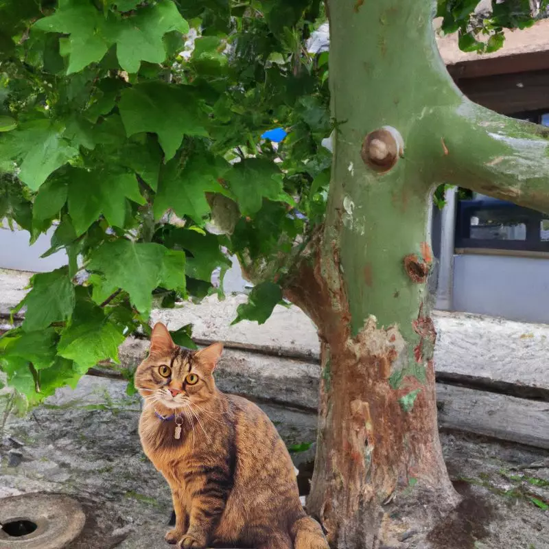 Cat sits under Platanus Occidentalis