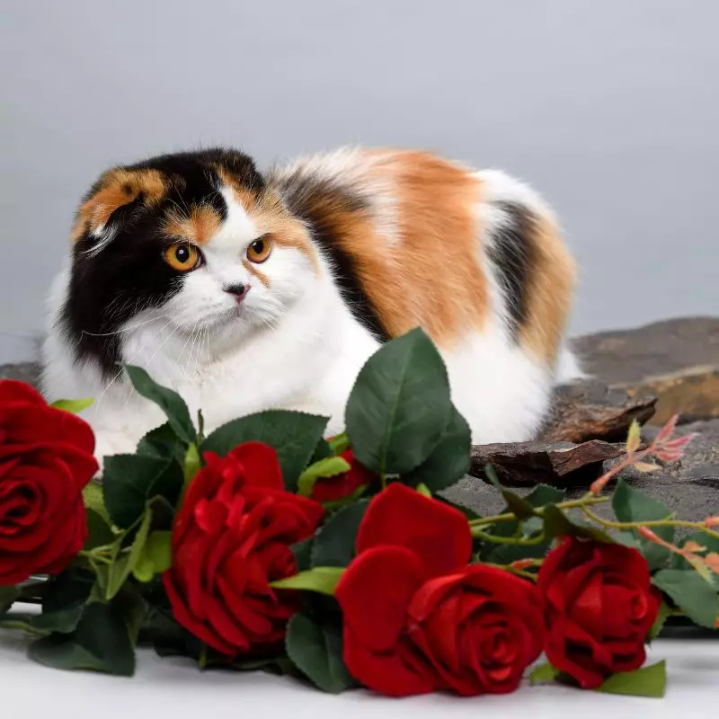 Cat sits with roses