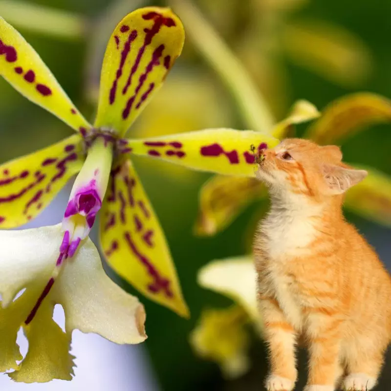 Cat sniffs Rainbow Orchid