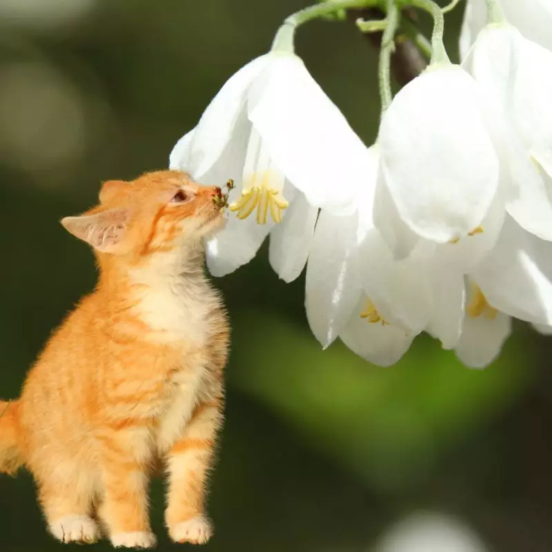 Cat sniffs Silver Bell