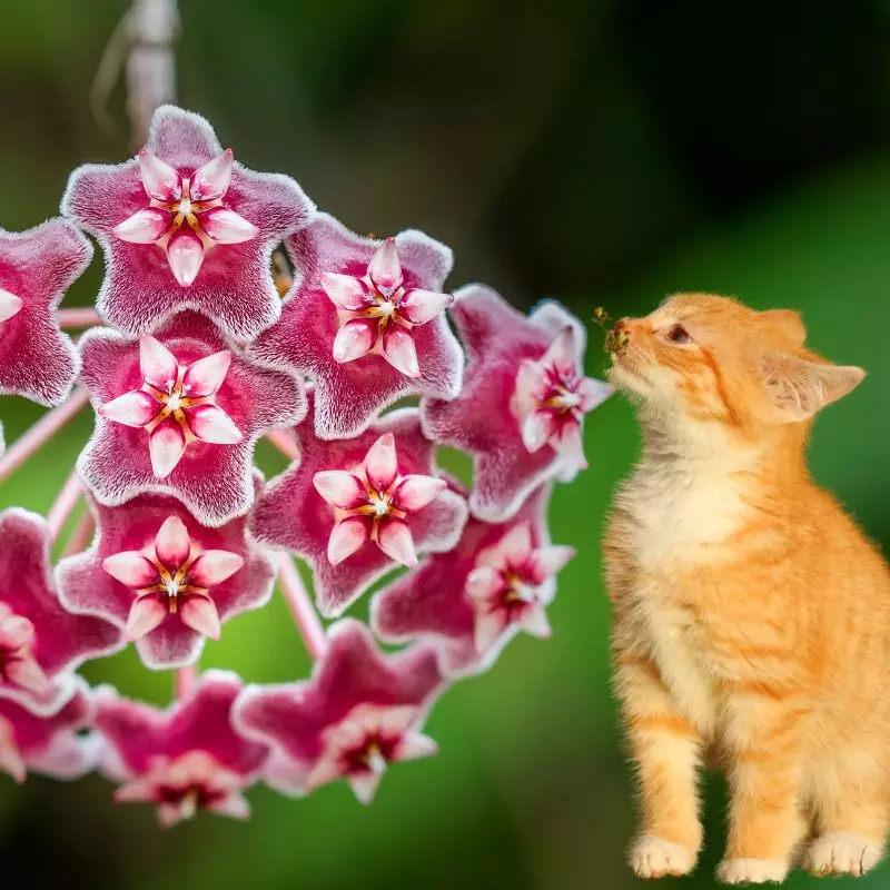 Cat sniffs Silver Pink Vine