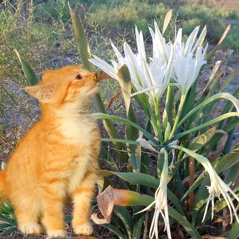 Cat sniffs sand lily