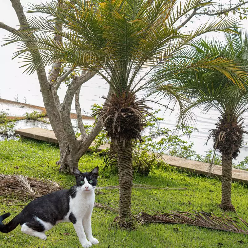 Cat stands near Miniature Date Palm