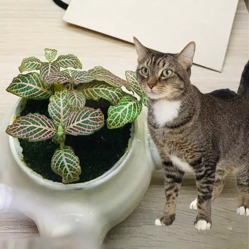 Cat stands near Mosaic Plant