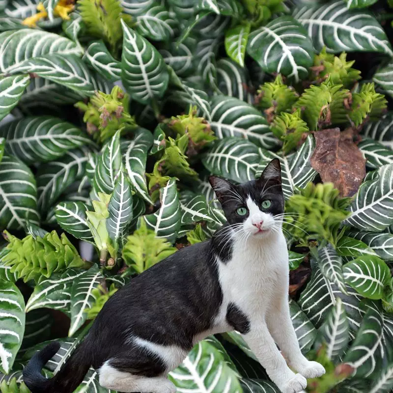 Cat stands near Saffron Spike Zebra