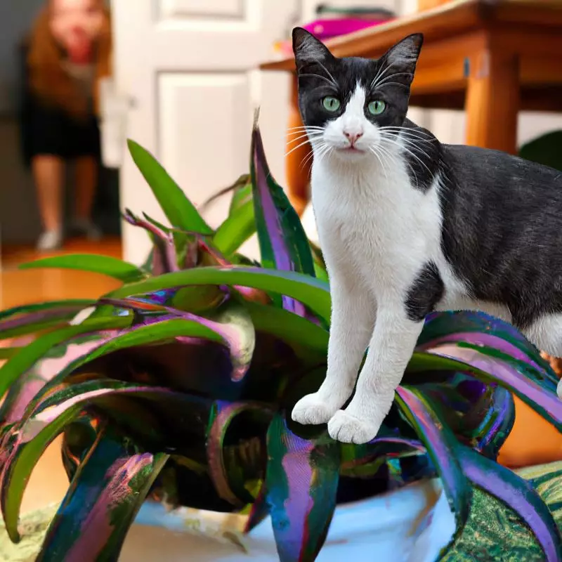 Cat stands on Zebra Plant