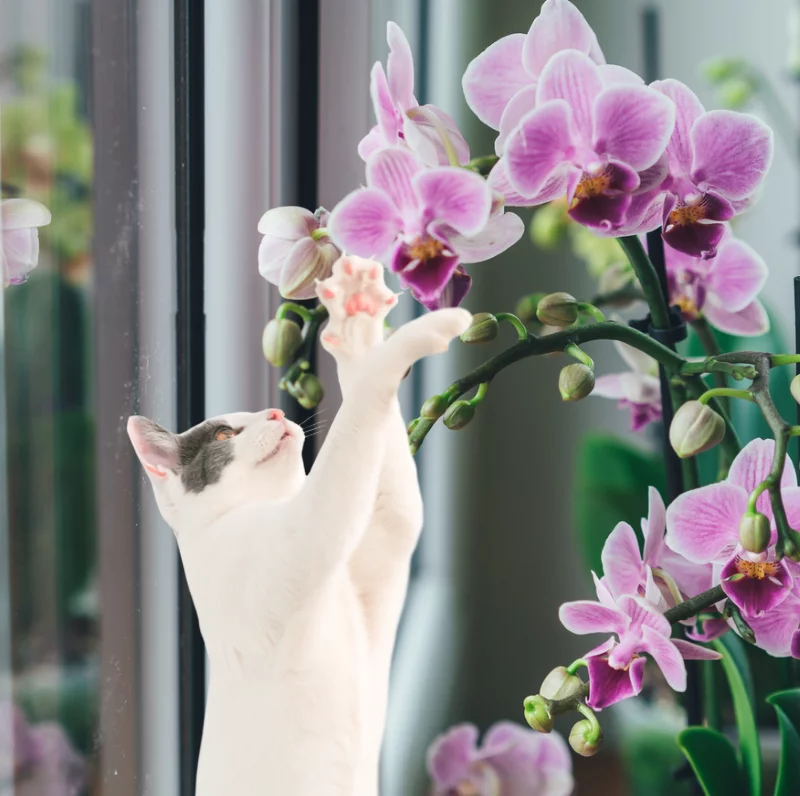 Cat touches Phalaenopsis Orchid