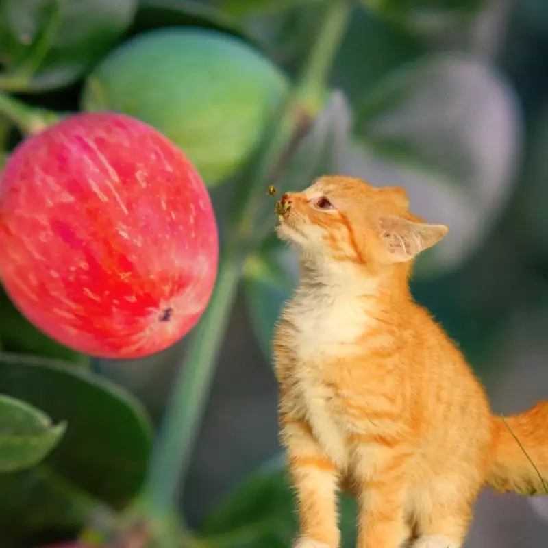 Cat tries to sniff Natal Plum