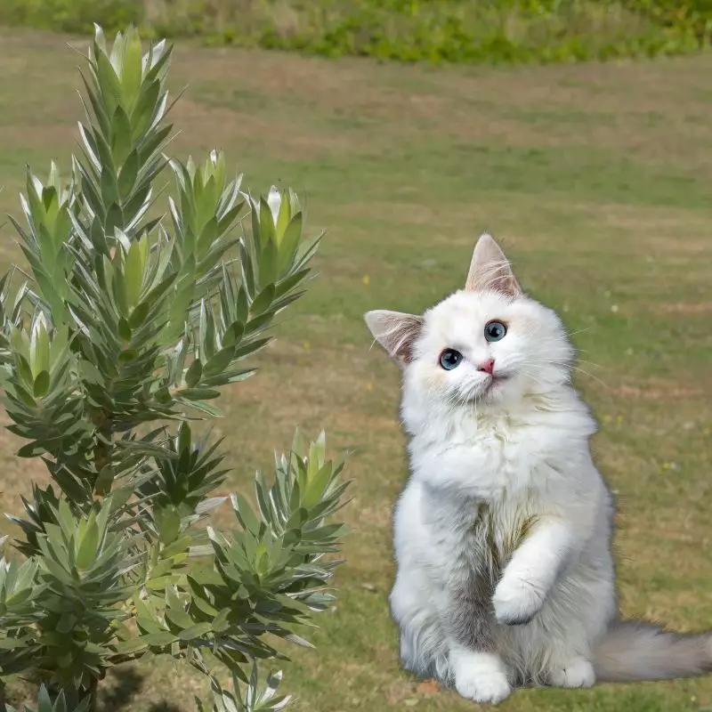 Cat with Silver Tree Anamiga