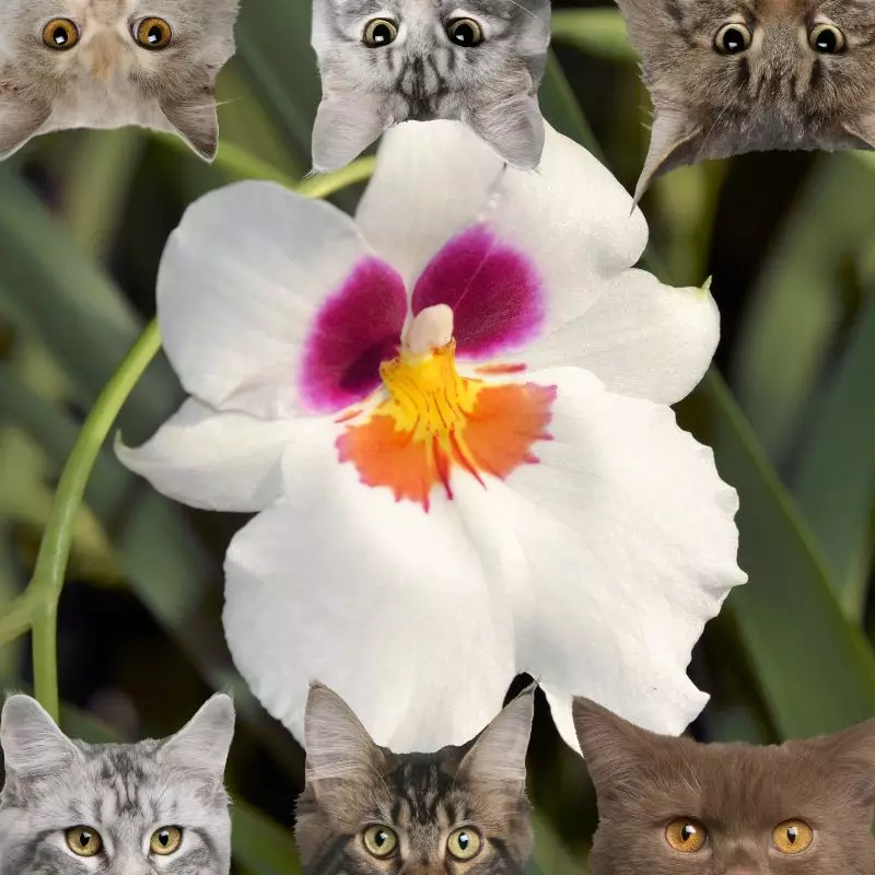 Cats and pansy orchid