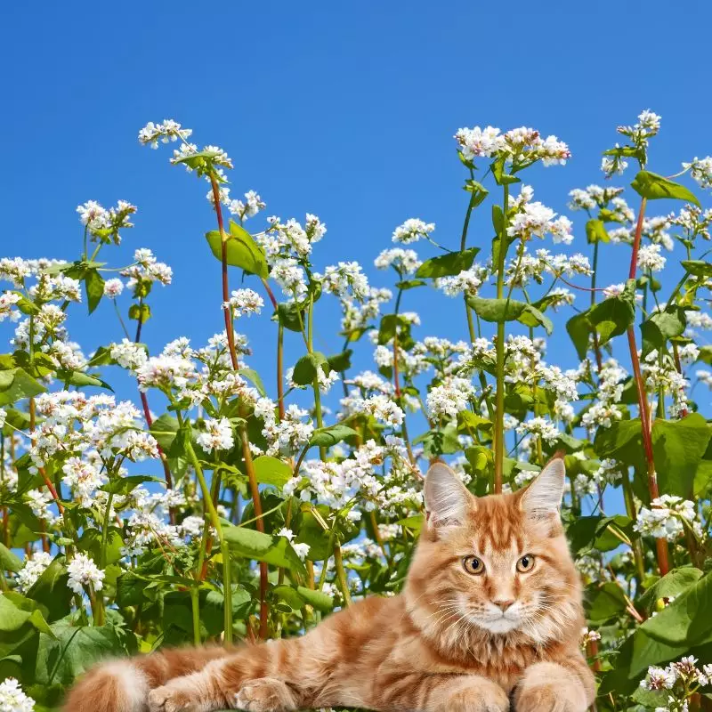 Cats lies under Sulfur Flowers