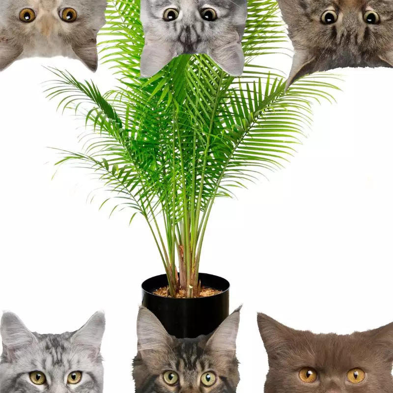 Majesty Palm and cats