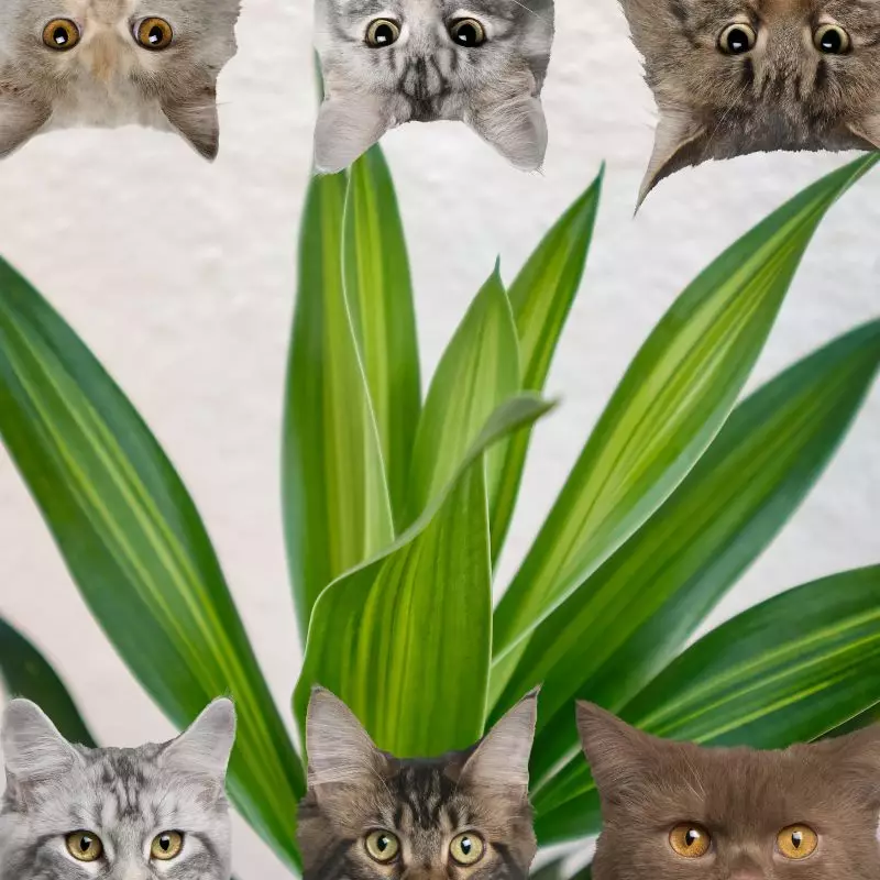 Malaysian Dracaena and cats