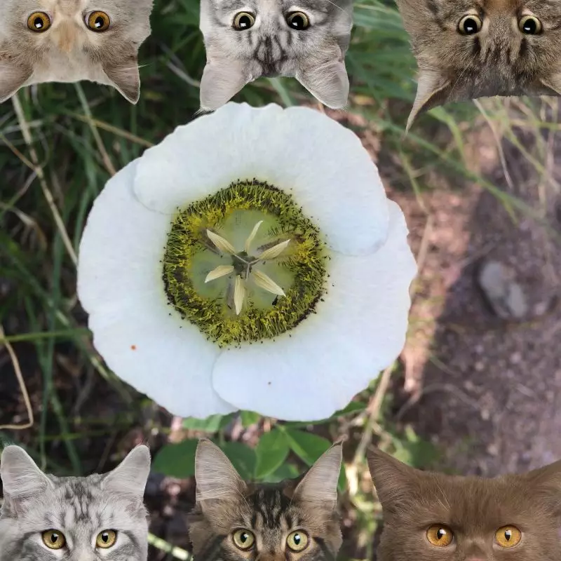 Mariposa Lilies and cats