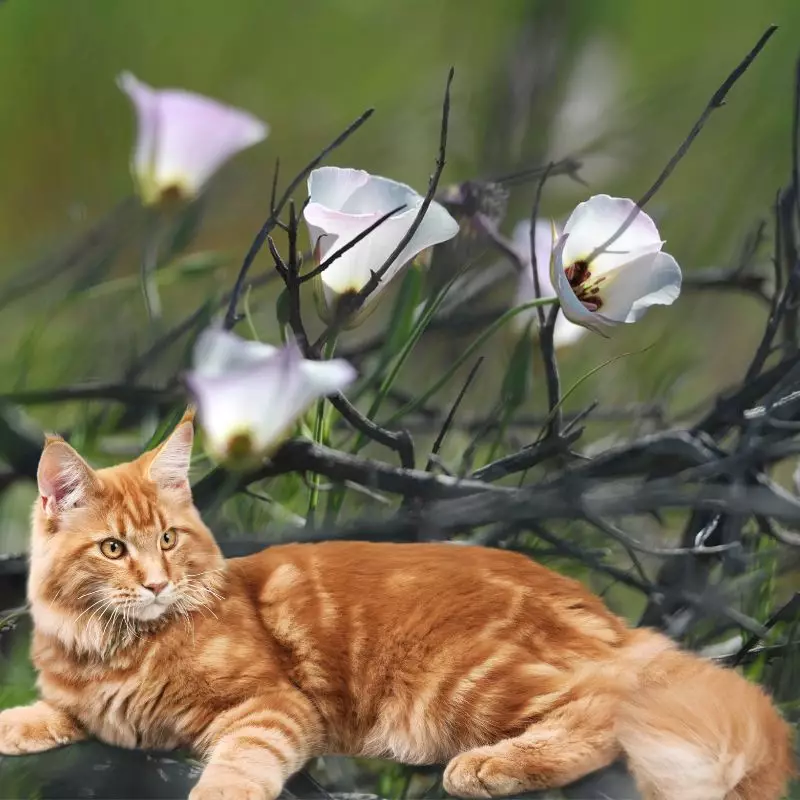 Mariposa Lily with a cat nearby