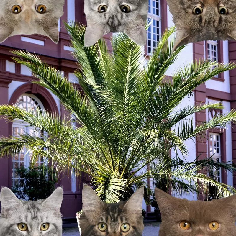 Miniature Date Palm and cats