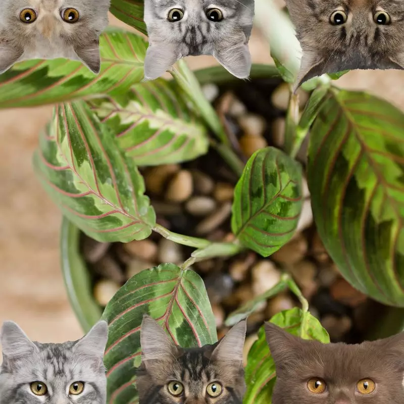 Miniature Maranta and cats