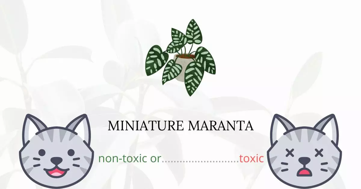 Is Miniature Maranta Toxic For Cats