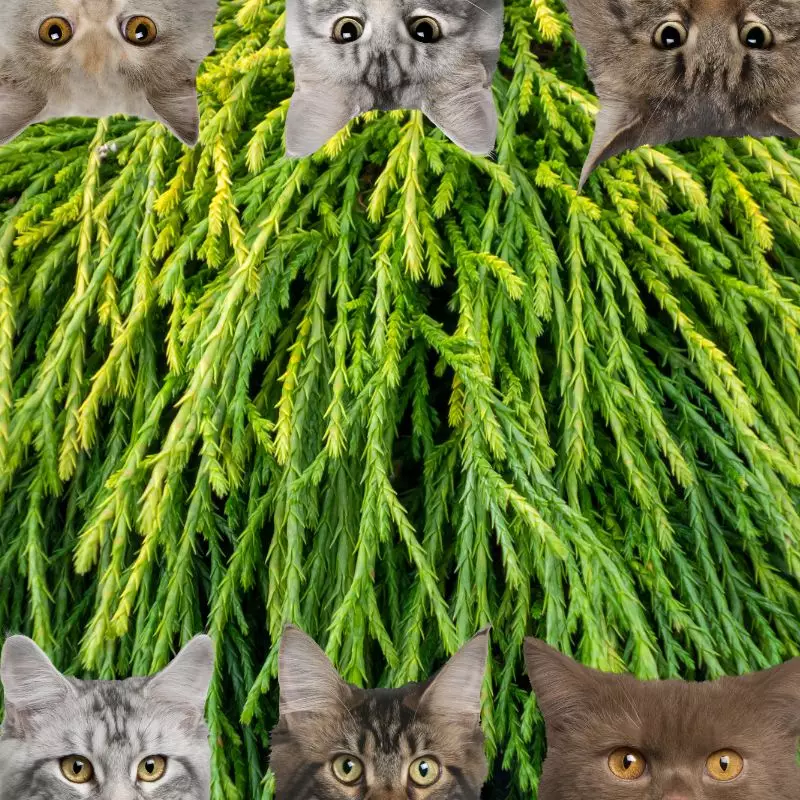 Mistletoe Cactus and cats