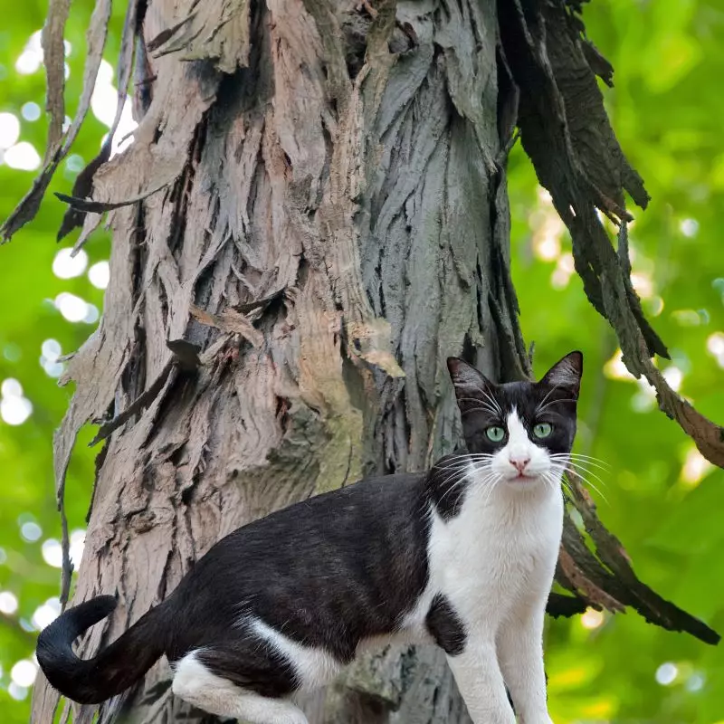 Mockernut Hickory and a cat