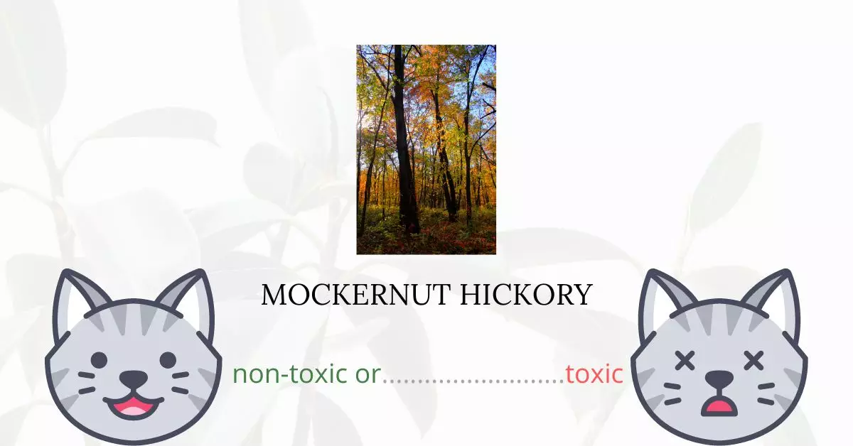 Is Mockernut Hickory Toxic For Cats