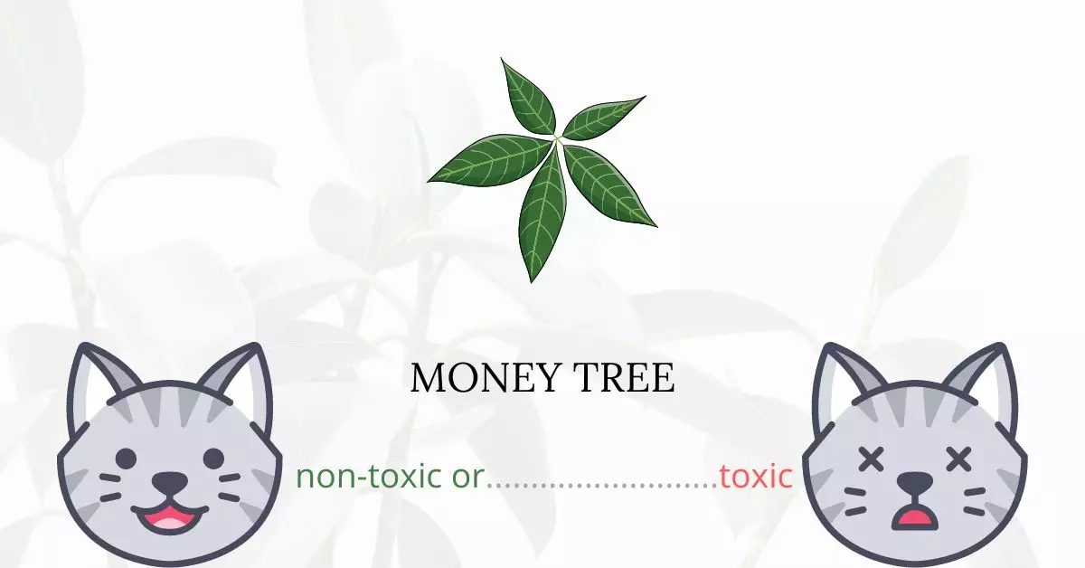 Is Money Tree Toxic For Cats