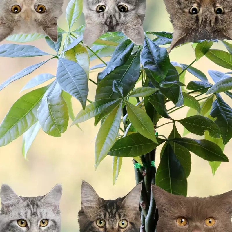Money trees and cats