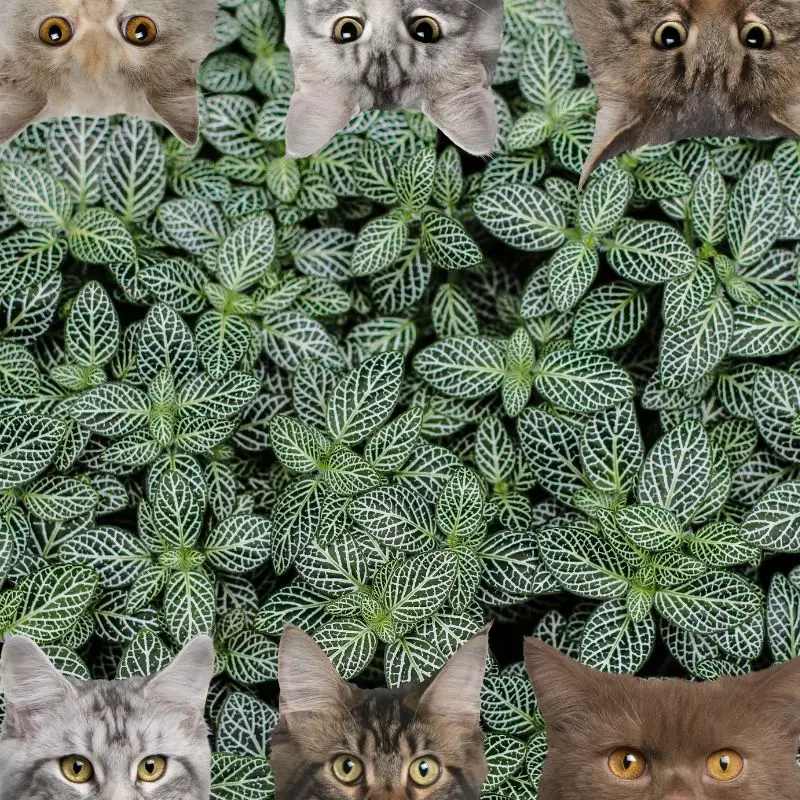 Mosaic Plant and cats
