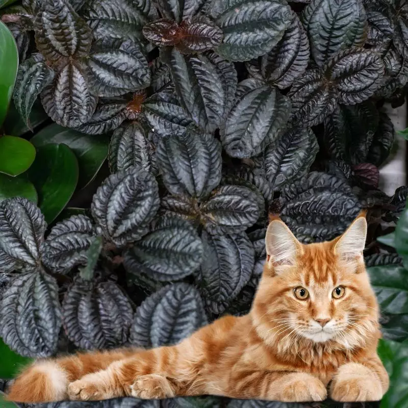 Mosaic plant and a cat nearby