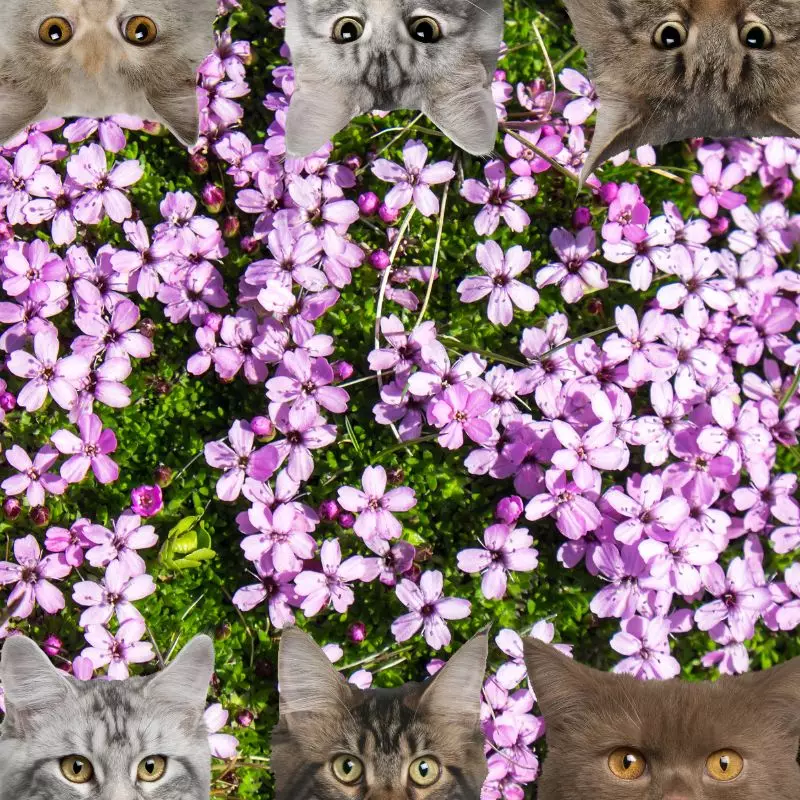 Moss Campion and cats