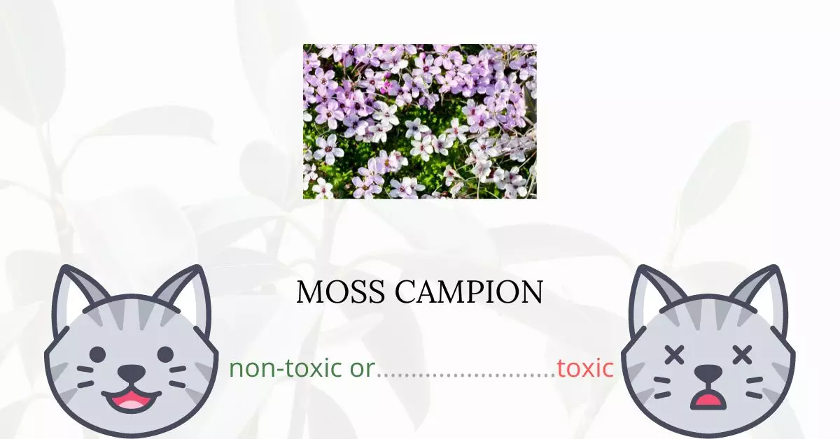 Is Moss Campion Toxic For Cats