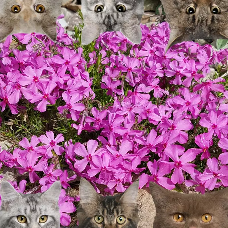 Moss Phlox and cats