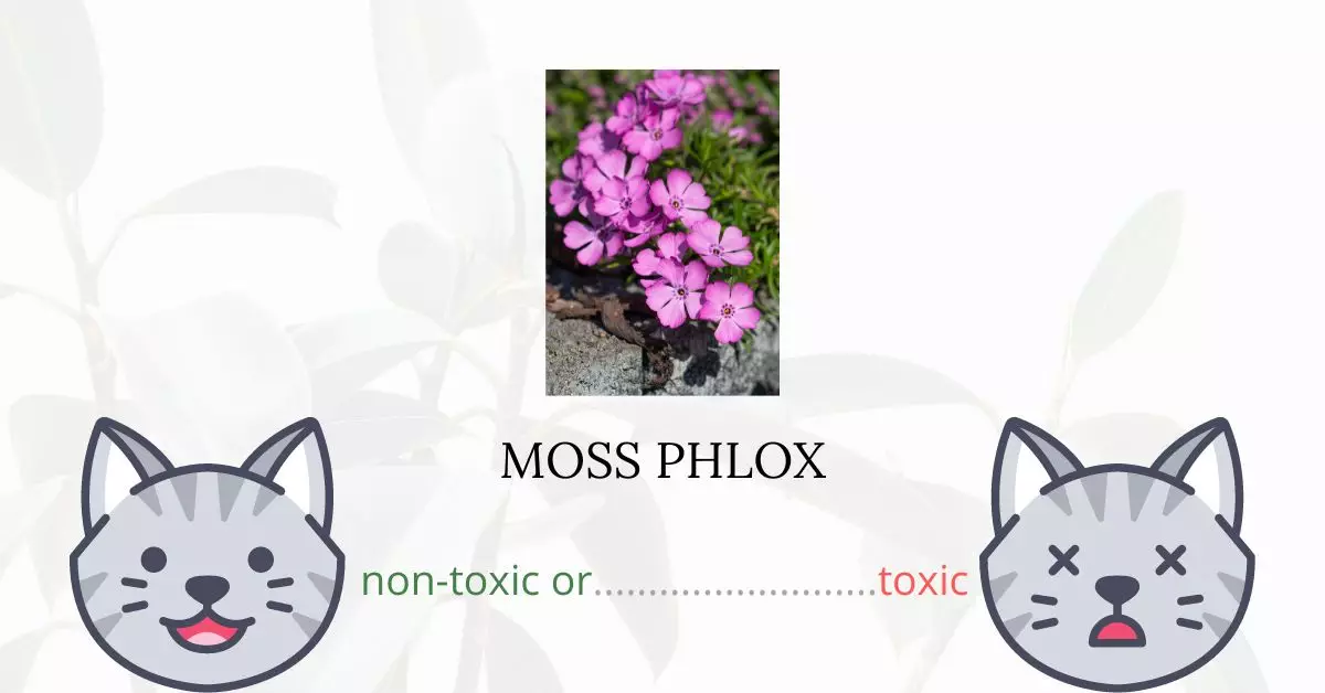 Is Moss Phlox Toxic For Cats