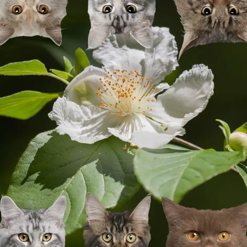 Mountain Camellia and cats