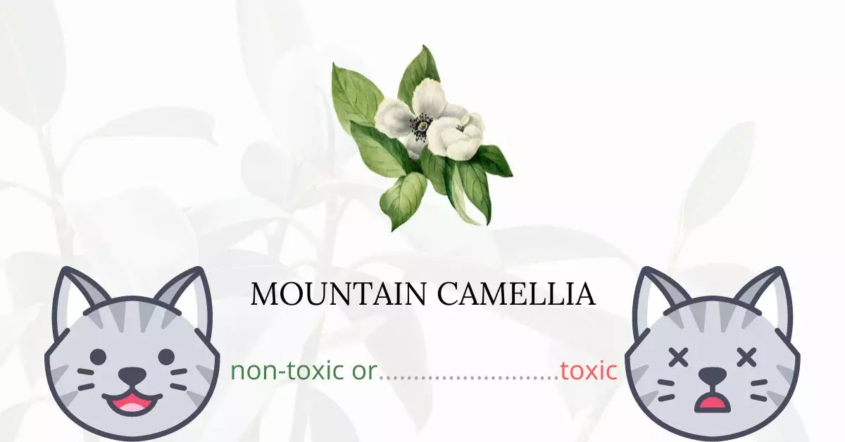 Is Mountain Camellia Toxic For Cats