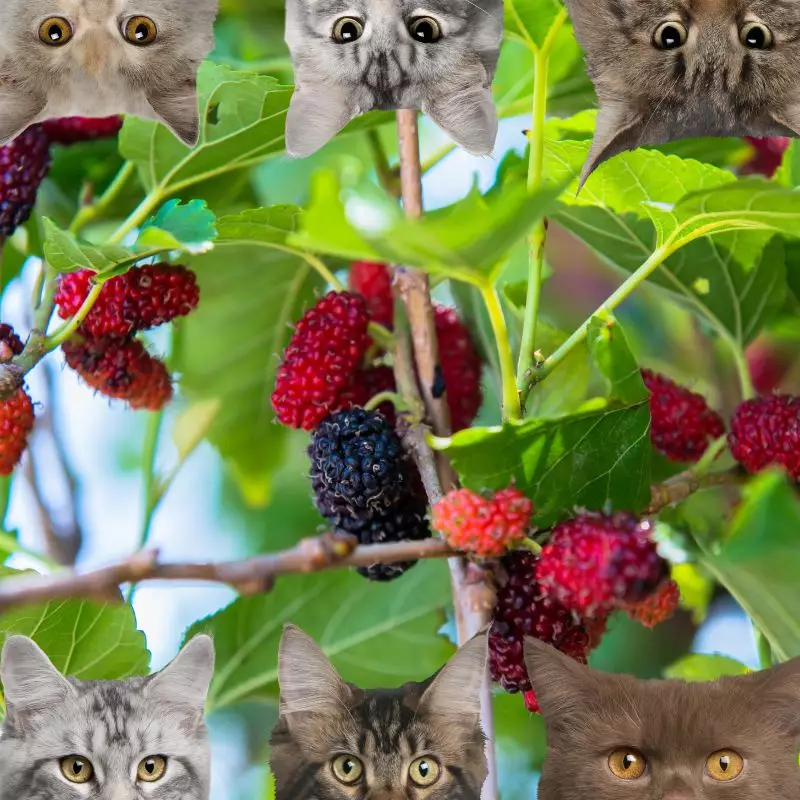 Mulberries and cats