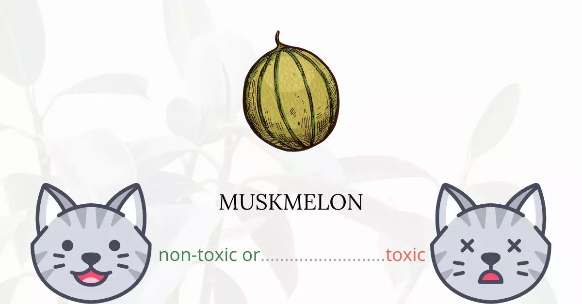 Is Muskmelon Toxic For Cats
