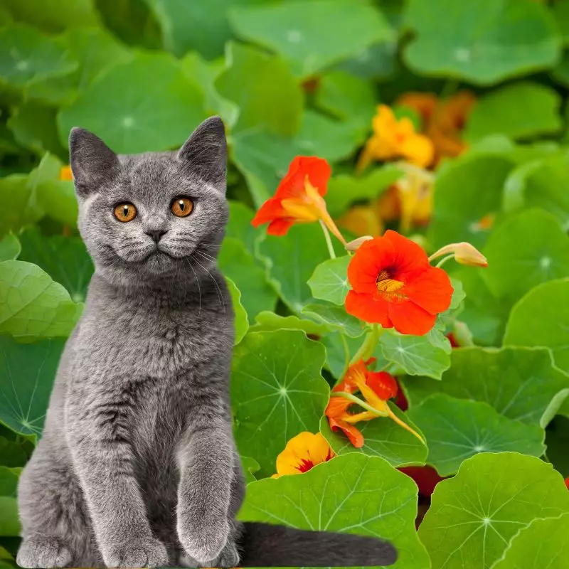 Nasturtium and a cat