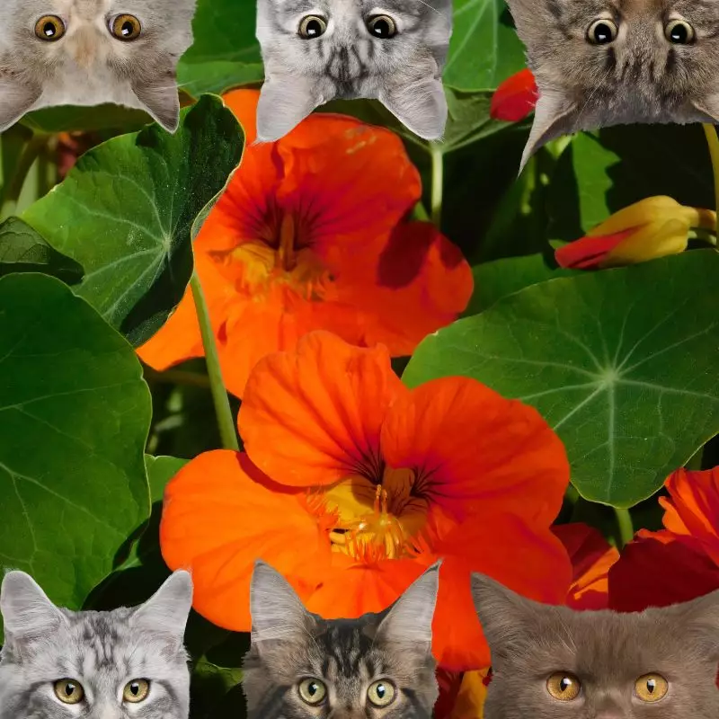 Nasturtium and cats