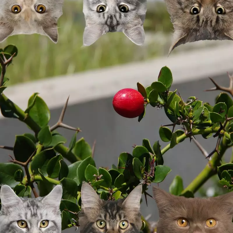 Natal Plum and cats