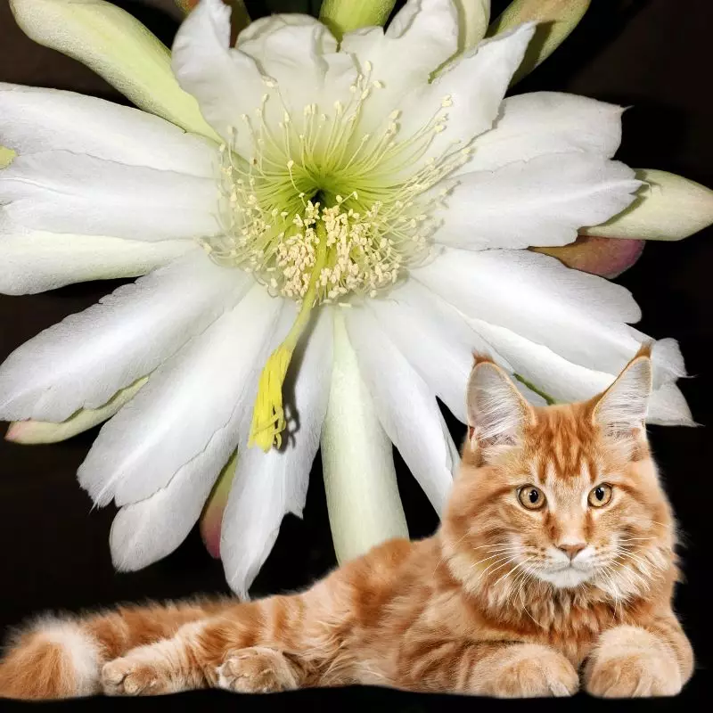 Night Blooming Cereus and a cat nearby